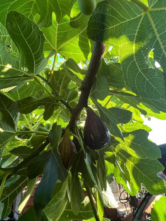 Agriturismo Il Giardino Degli Olivi Appartamenti Castiglione della Pescaia Buitenkant foto