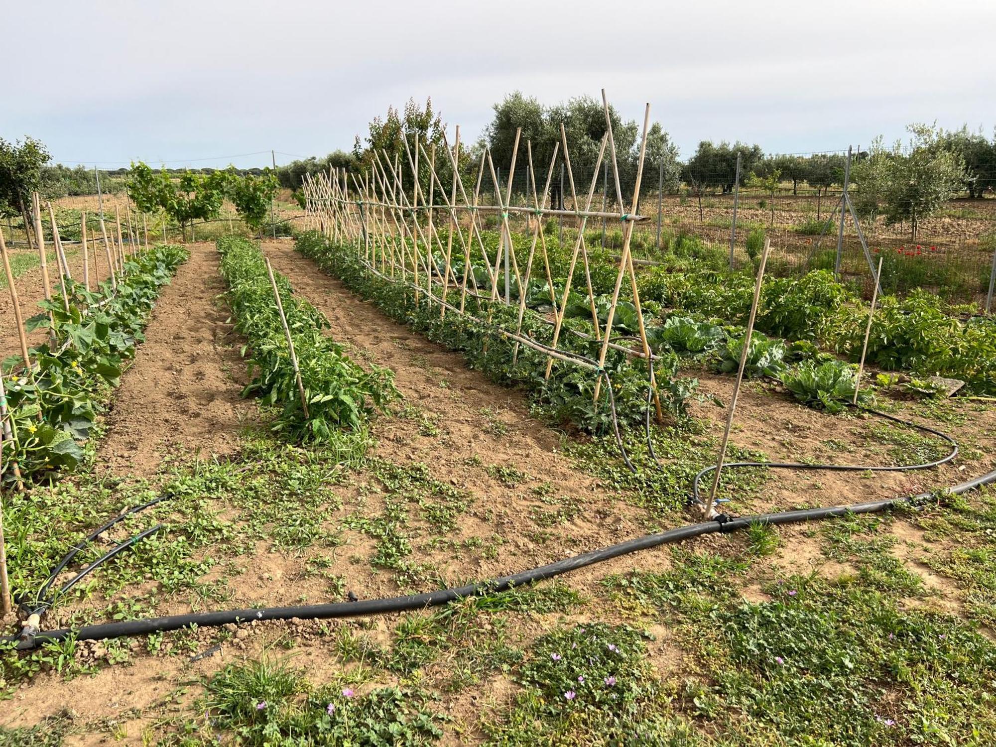 Agriturismo Il Giardino Degli Olivi Appartamenti Castiglione della Pescaia Buitenkant foto