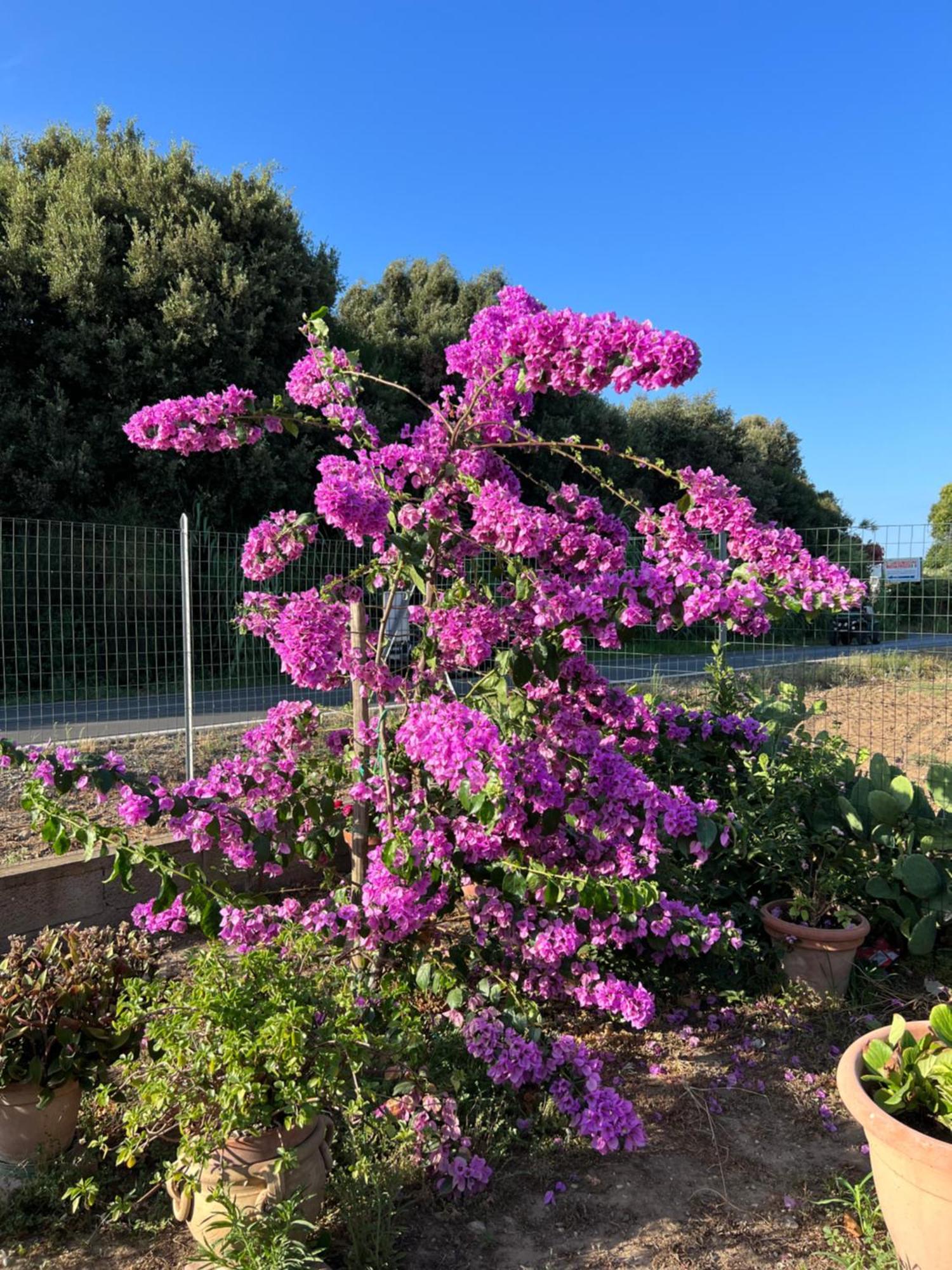 Agriturismo Il Giardino Degli Olivi Appartamenti Castiglione della Pescaia Buitenkant foto